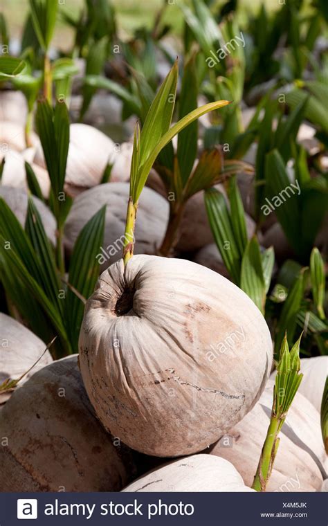 Germinating Coconut Stock Photos And Germinating Coconut Stock Images Alamy