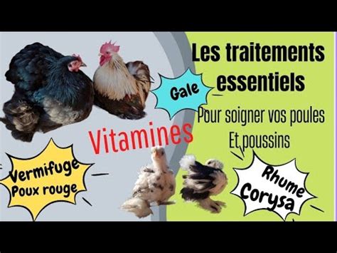 Comment SOIGNER Vos Poules Traitement INDISPENSABLE YouTube