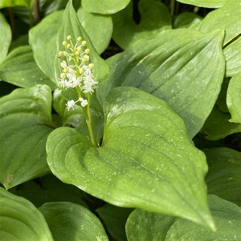 Maianthemum Dilatatum Western Lily Of The Valley Flickr