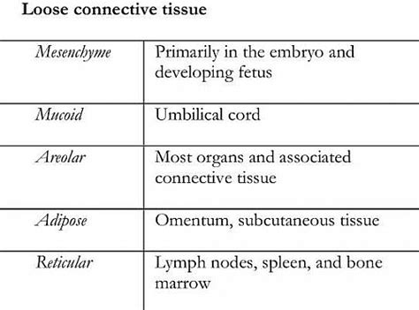 Loose connective tissue function and examples - Jotscroll