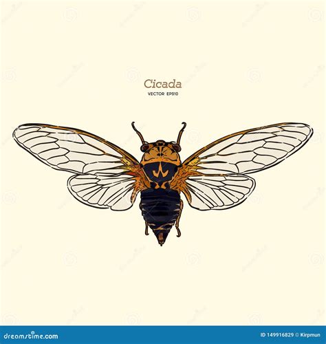 Cicada Hand Draw Vector Stock Vector Illustration Of Vector 149916829