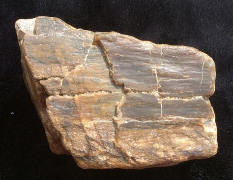 Petrified wood bone fragments identification - Fossil ID - The Fossil Forum