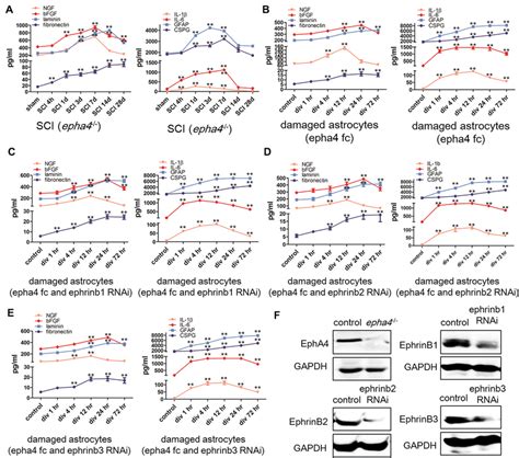 Effects Of EphA4 And Ephrin B Ligands On Cytokine Secretion By Damaged