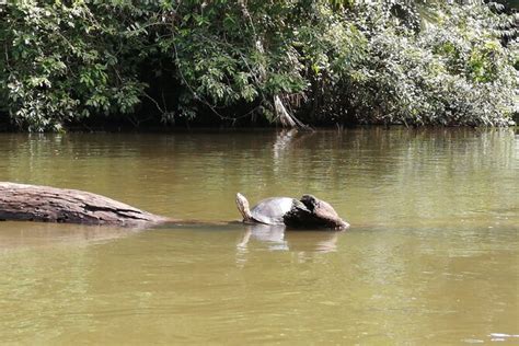 Tour To The Canals In Tortuguero National Park