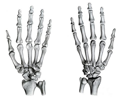 Skeleton Hand Anatomy