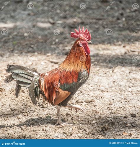 Farm Roster stock photo. Image of beak, birds, feathers - 55829512