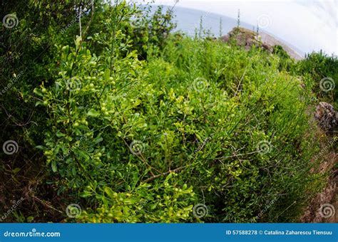 Butcher s-broom stock photo. Image of rocks, plant, bulgarian - 57588278