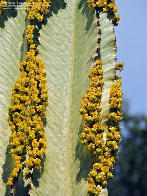 Plantfiles Pictures Euphorbia Species Variegated African Candelabra