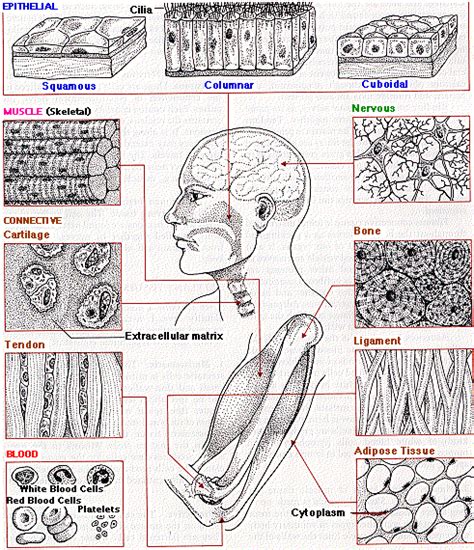 Label The Tissue Types Illustrated Here Best Label Ideas