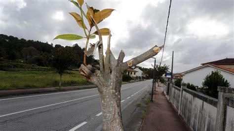 Destrozan A Machetazos Los Magnolios Plantados En La Carretera De Oeste