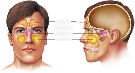 Paranasal Sinuses Diagram Quizlet