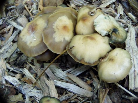 24 hongos alucinógenos más comunes