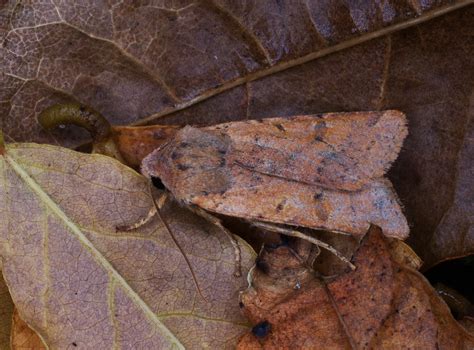 Beaded Chestnut Moth Agrochola Lychnidis Cornwall UK Stefano