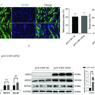 Overexpression Of GPX2 Promoted The C2C12 Myogenic Differentiation A