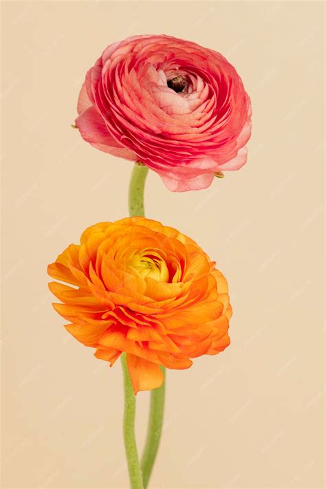 Premium Photo Blooming Ranunculus Flowers