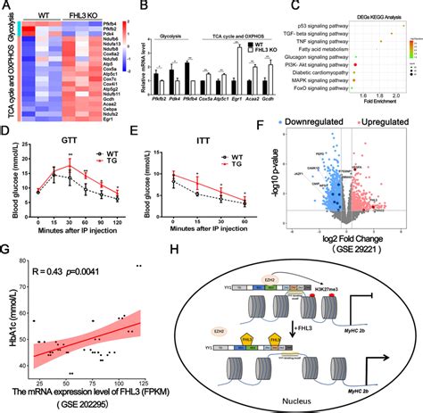 Fhl Reduces Glucose Tolerance And Its Expression Is Positively