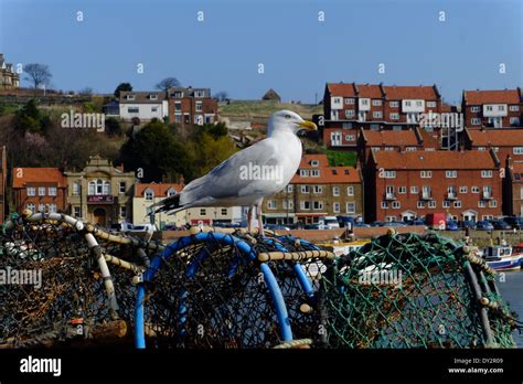 Whitby Seagull Hi Res Stock Photography And Images Alamy