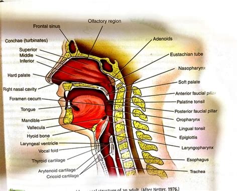 Chapter 8 Physiology Of Mastication And Deglution Flashcards Quizlet