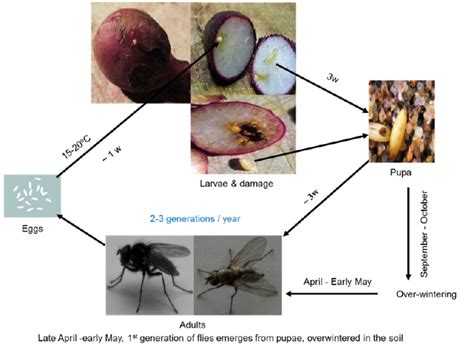 Root Maggots: Identification, Prevention, and Control Methods