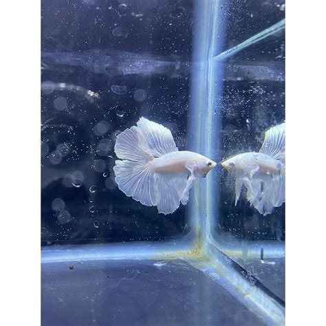 Jual Cupang Betafish Halfmoon White Platinum Double Tail Hmdt