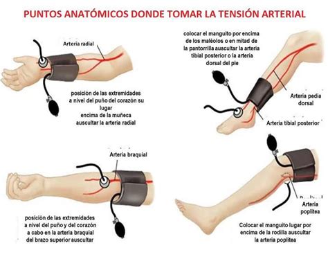 Primeros Auxilios Como Tomar La Presión Arterial