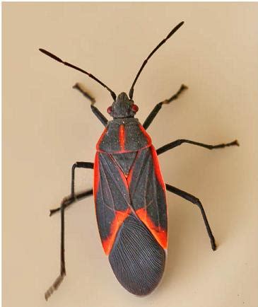 Boxelder Bug - Management, Habitat, Size, Life Span, Pictures and Anatomy