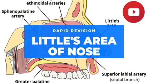 LITTLE'S AREA OF NOSE | EPISTAXIS | NASAL SEPTUM | ANATOMY | MUHS | 1ST ...