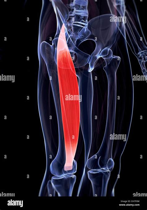 Human Thigh Muscle Artwork Stock Photo Alamy