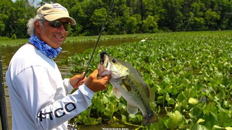 Plan An Attack For Lily Pad Bass This Spring Wired2fish