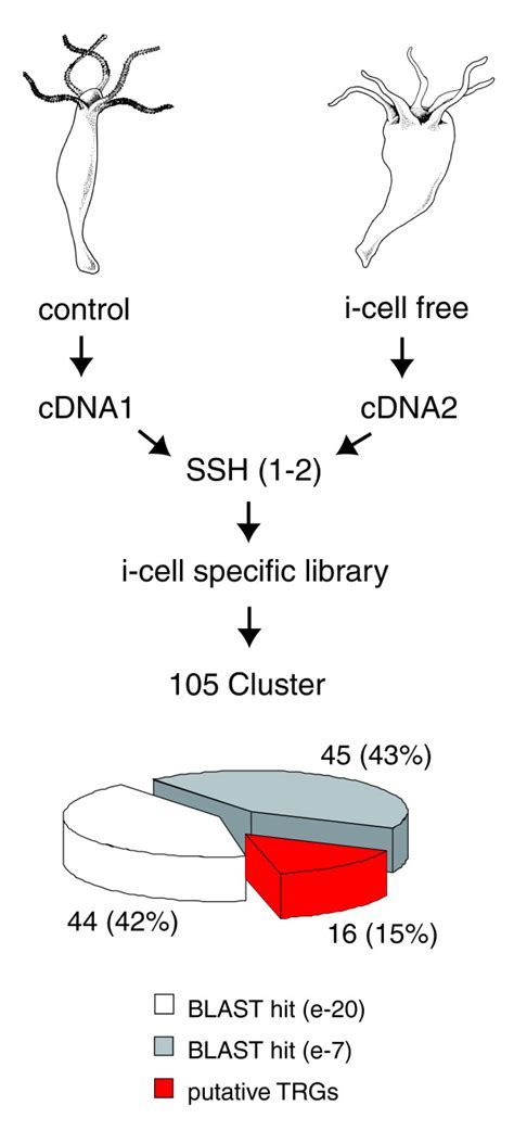 Identification Of Interstitial Cell Lineage Specific Genes In Hydra By