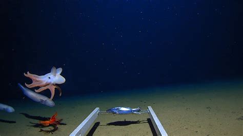 Monsters or masters of the deep sea? Why the deepest of deep-sea fish ...