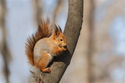 Premium Photo Selective Image Of Red Squirrels Eating Nut On Wooden Stump