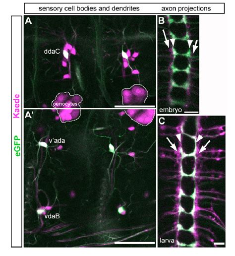 Embryonic Origin Of Laminar Pattern Aa Expression Of Ppk Egfp In