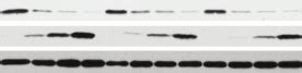 Functional Vif Proteins Selected By A F Are Deficient In Their Ability