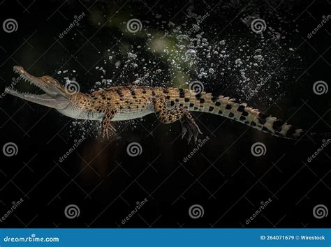 New Guinea Crocodile (Crocodylus Novaeguineae) Swims Underwater in Terrarium Stock Image - Image ...