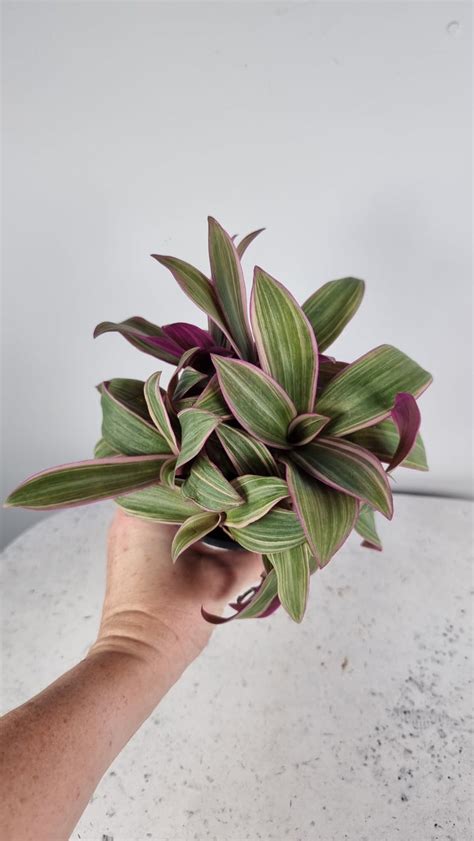 Tradescantia Spathacea Syn Rhoeo Stripe Me Pink