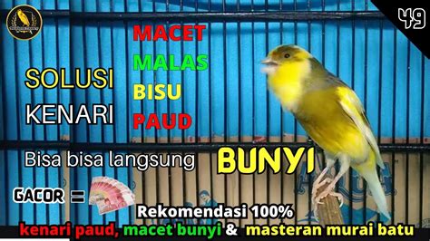 Suara Burung Kenari Gacor Panjang Cuit Cuit Ngerol Nembak Pancingan