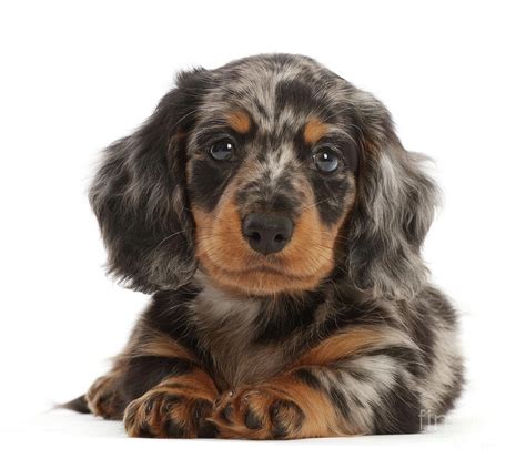 Long-haired Dapple Dachshund puppy Photograph by Warren Photographic