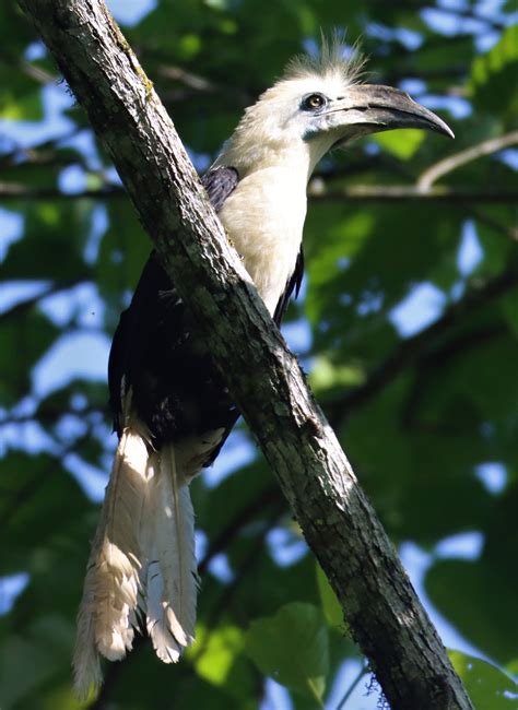 White Crowned Hornbill Berenicornis Comatus Coke Smith Wildlife