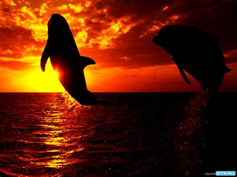 Fondo de pantalla Delfín Tursiops Puesta De Sol Descargar Wallpaper