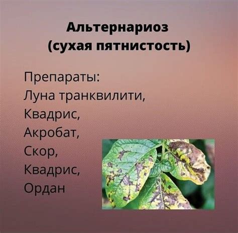 Комментарии к теме | Landscape plan, Growing plants, How to plan