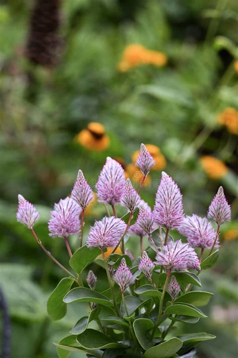 Pink Mulla Mulla Ptilotus Exaltatus Joey Pink Flowering Plants Stock