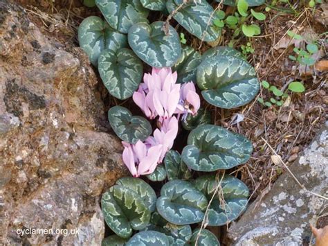 Cyclamen Cilicium Cyclamen Society