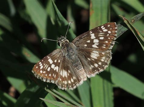 Common Checkered Skipper Pyrgus Communis A Common Checke Flickr