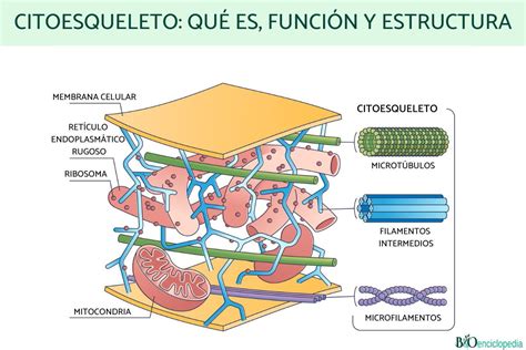 Citoesqueleto Que Es Caracteristicas Estructura Funciones Images