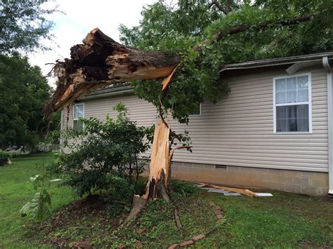 Strong winds blamed for towering tree falling on house - WBBJ TV