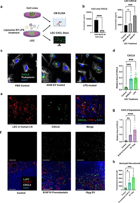 Beas 2b Cell ATCC Bioz