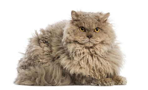 Selkirk Rex: Cat Breed Profile, Characteristics & Care