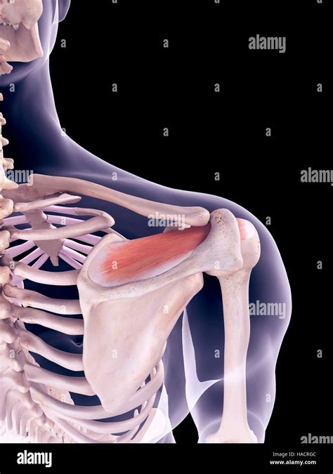 Supraspinatus Hi Res Stock Photography And Images Alamy