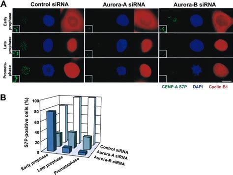 CENP A Phosphorylation By Aurora A In Prophase Is Required For